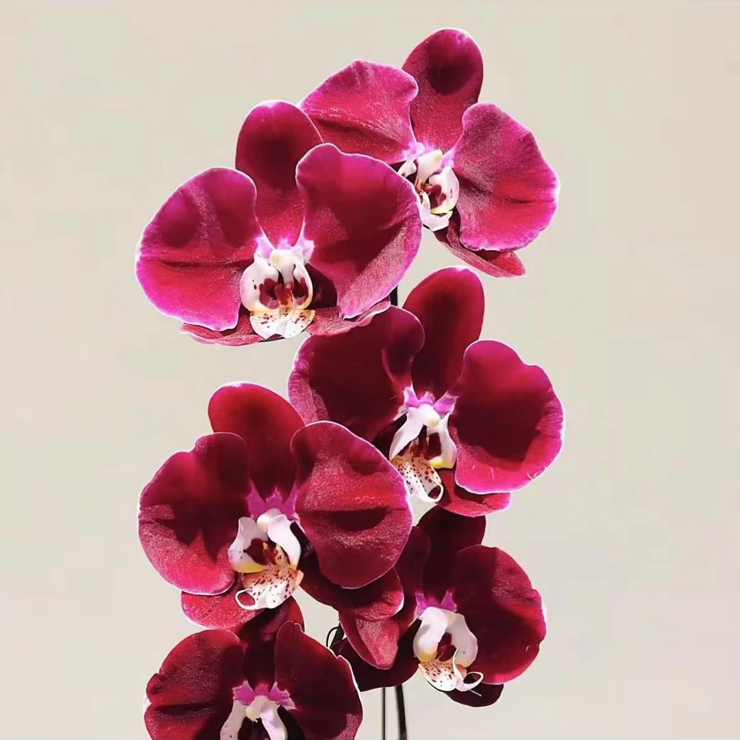 幻影蝴蝶兰带花剑发货