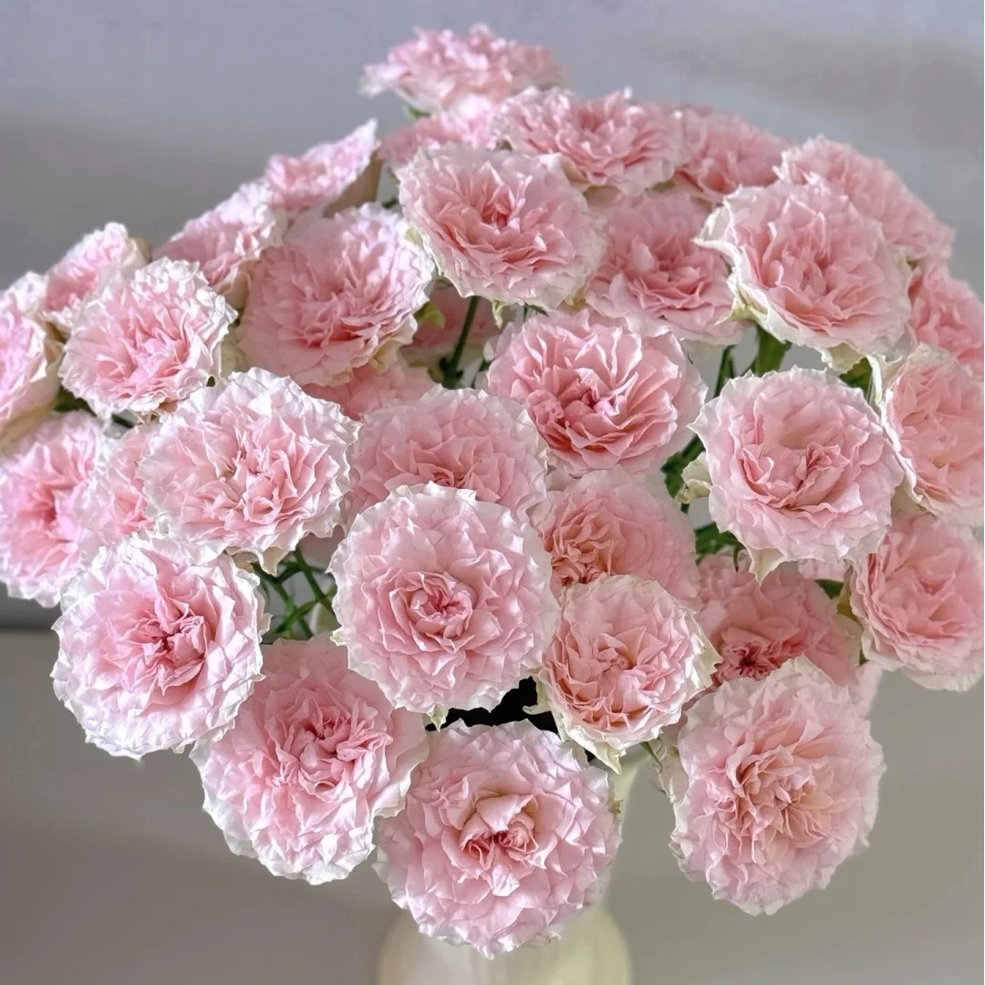 【新品上架】情迷罗拉多头玫瑰  粉色系 可爱灵动 基地直发