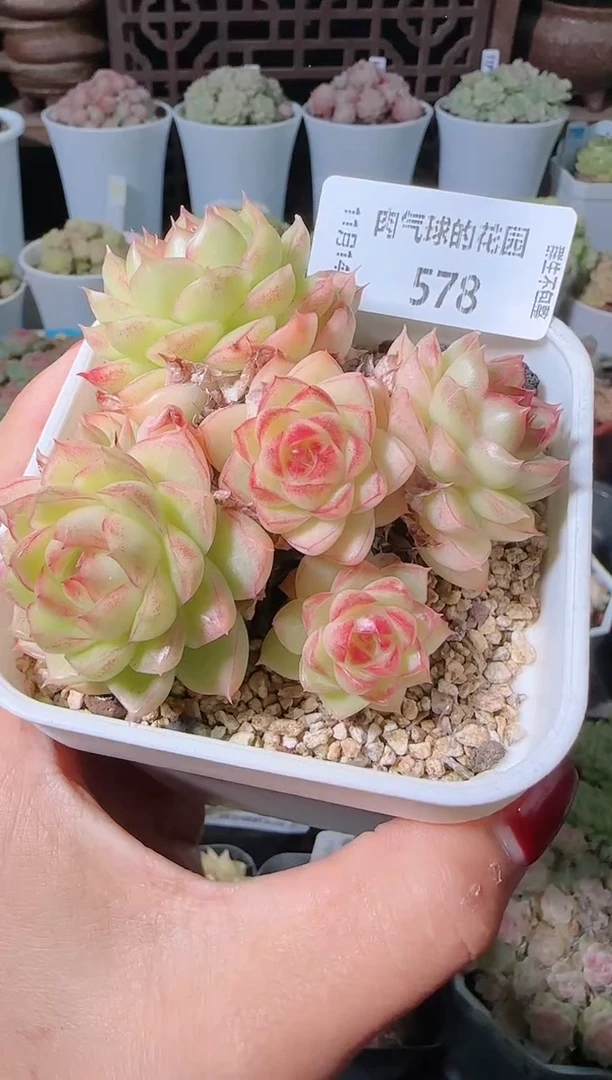 1114-578群生不包整