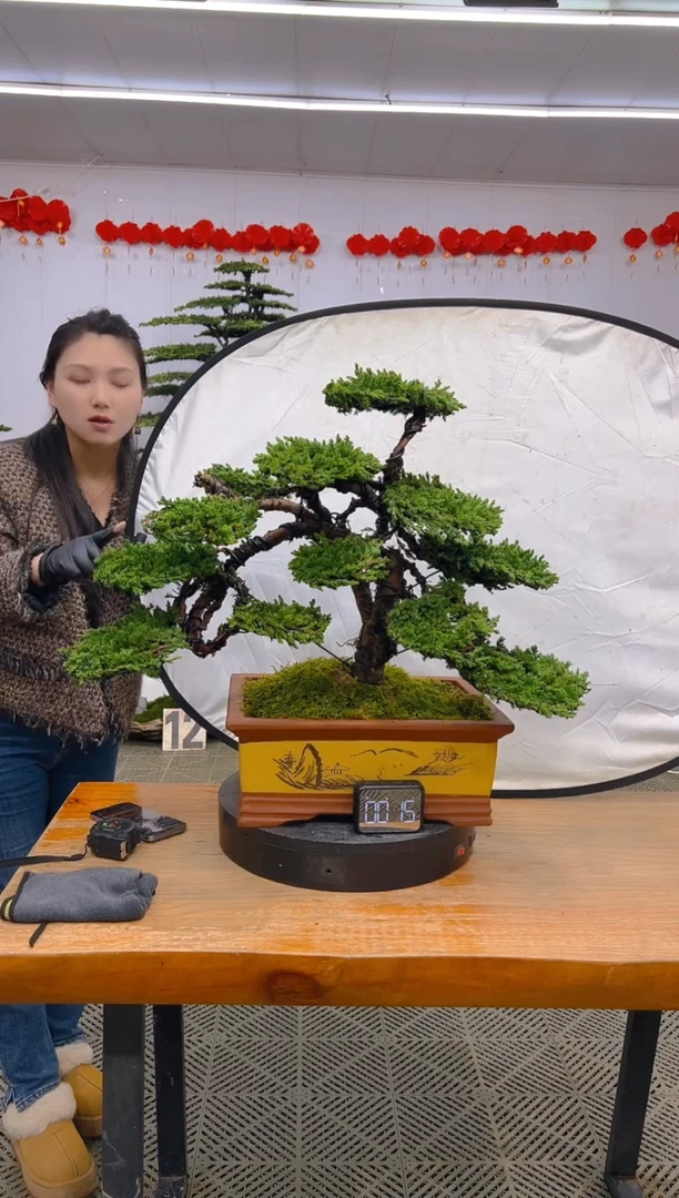 【闪购商品】盆景1