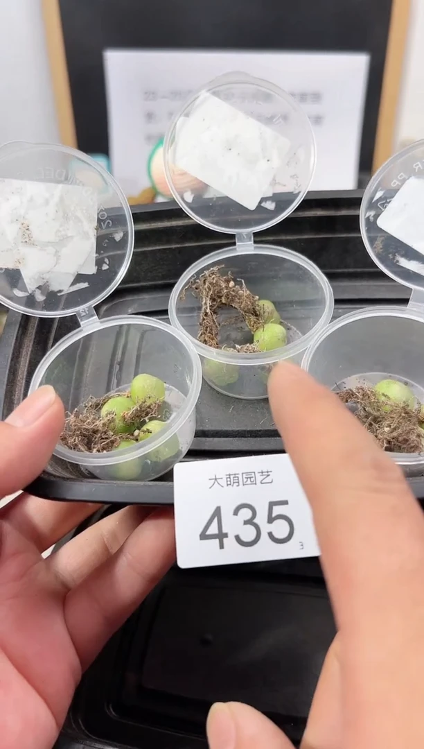 【闪购商品】++++435以下1盒