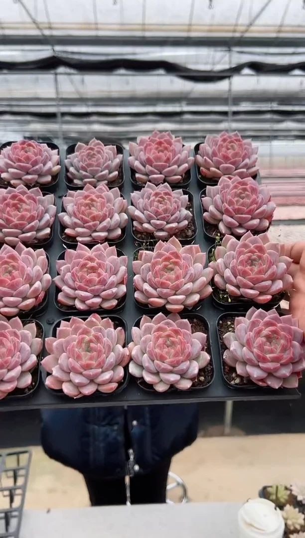 【闪购商品】新款多肉-11（鸿运）16选一，其中一颗