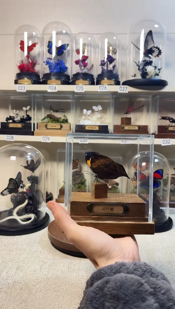 大自然的真实蝴蝶标本