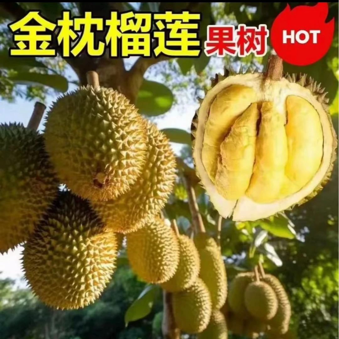 0金枕榴莲树苗耐寒耐高温 南方北方种植 猫山王榴莲苗当年结果