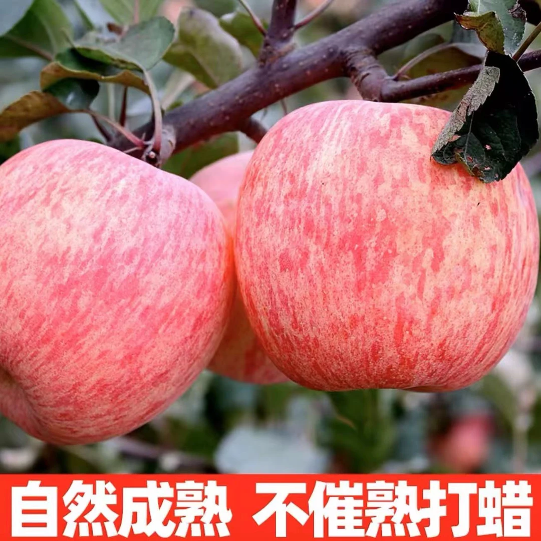 25年头茬红富士苹果颜色青脆甜多汁颜色青应季水果产地直发