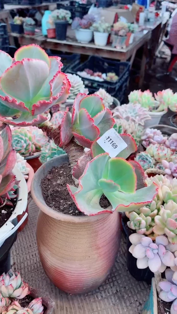 11170多肉植物一物一拍