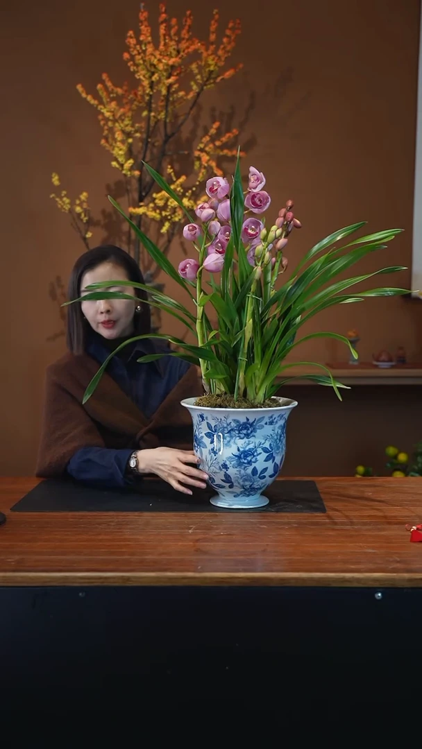 全部花朵粉黛盆景盆景盆景