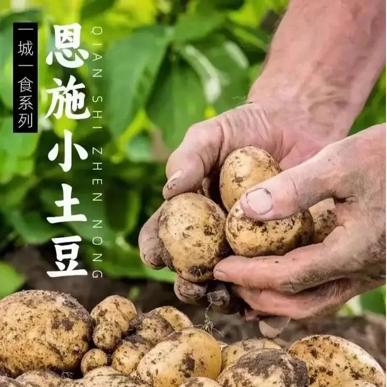 【现挖现发】湖北恩施小土豆黄心高山洋芋马铃薯3-9斤新鲜蔬菜黄皮
