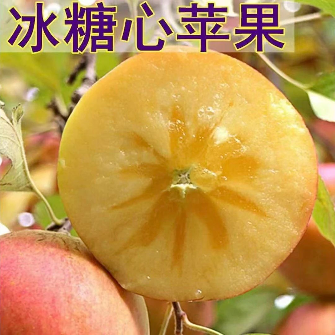 嫁接新品种苹果树苗正宗新疆阿克苏苹果树苗耐寒冰糖心南北方种植