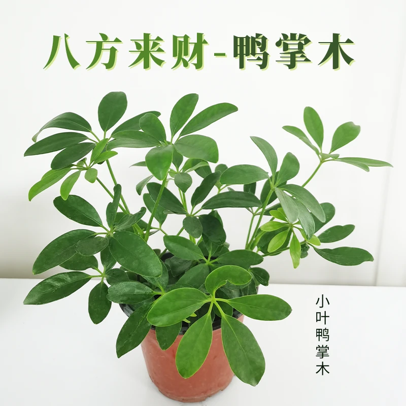 八方来财-鸭掌木小盆栽树室内绿植好养花卉旺宅常青植物客厅招财