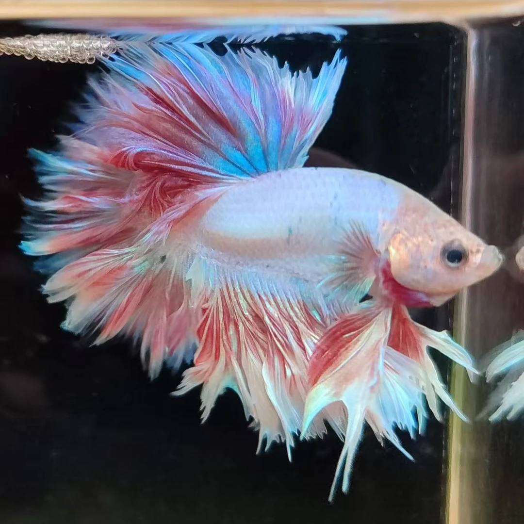 泰国热带观赏鱼斗鱼印尼绣球斗鱼将军斗鱼半月斗鱼直播间专属链接