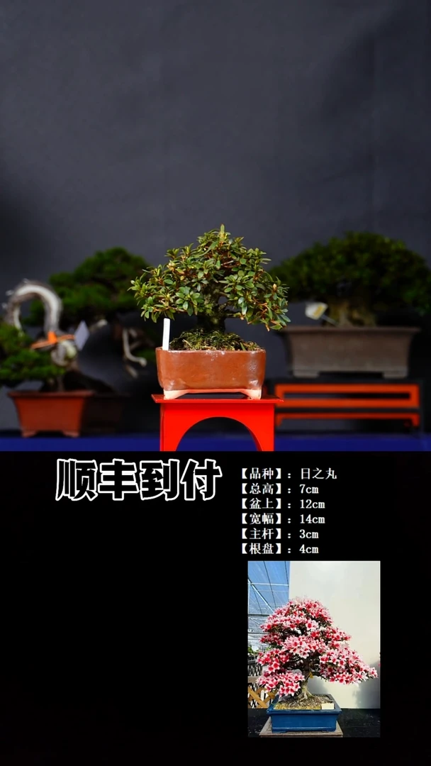 无花朵日之丸bubaoyou