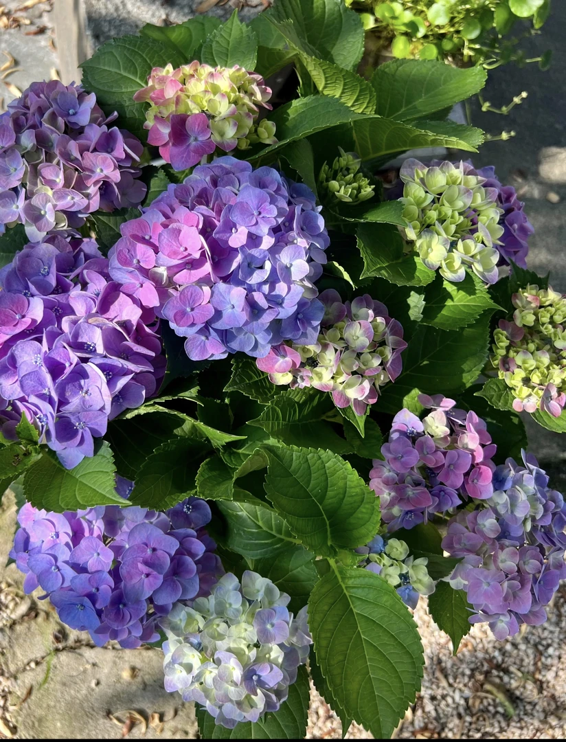 【沉香】绣球苗情好 紫蓝色调高颜值盆栽花，好种好养室内阳台盆栽花