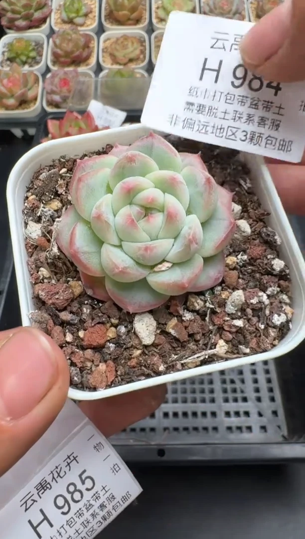 984H云禹多肉植物 带盆土纸巾打包 当天拍3颗包邮