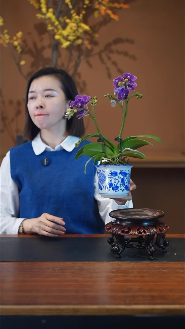 全部花朵蝴蝶兰青花盆景盆景盆景