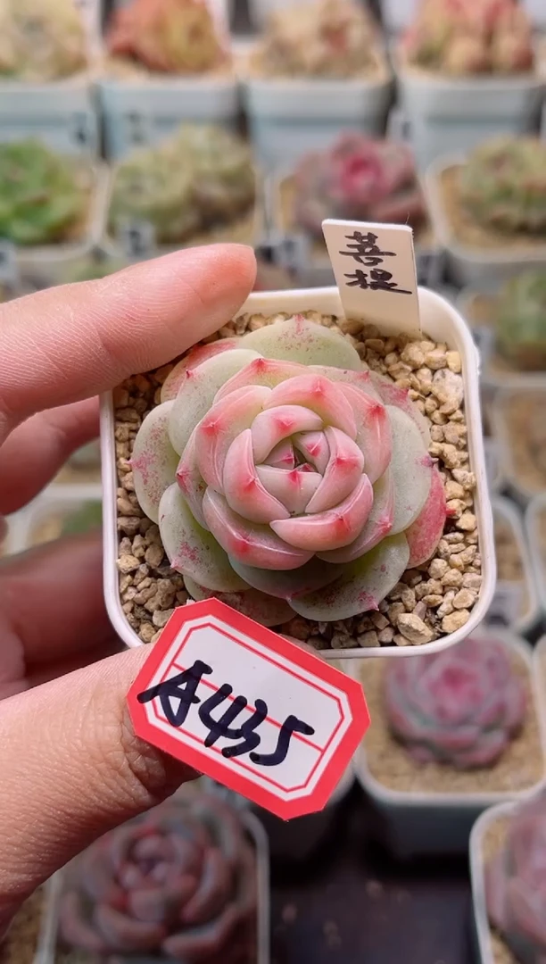 【闪购商品】A435菩提一物一拍
