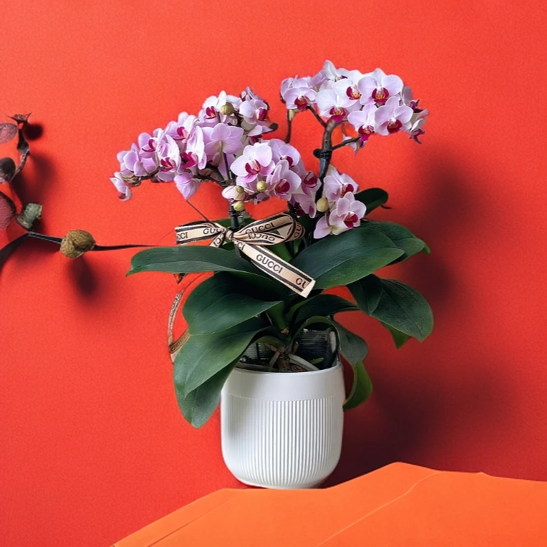 【貂蝉】-兰园-蝴蝶兰福利爆品