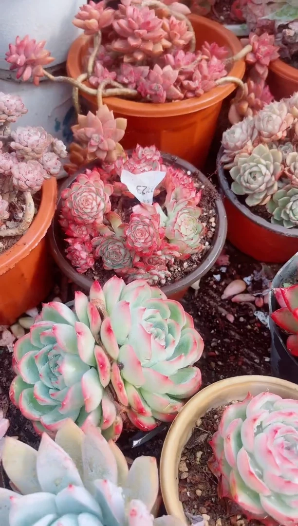 喵***令跃跃精品多肉13123