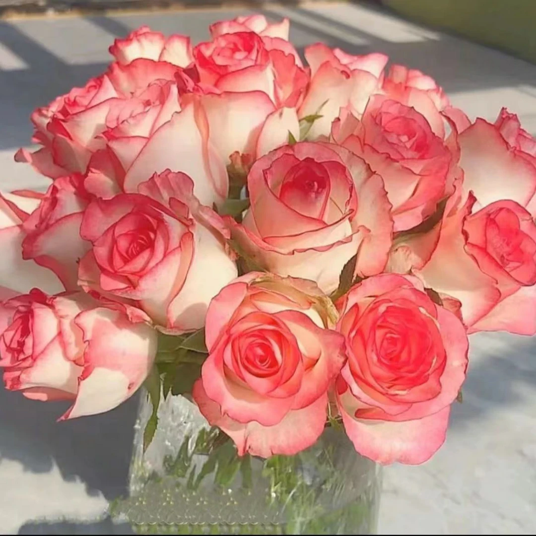 8枝-爱莎玫瑰-鲜花鲜切花家庭插花玫瑰花-今天下单明天送达-任意