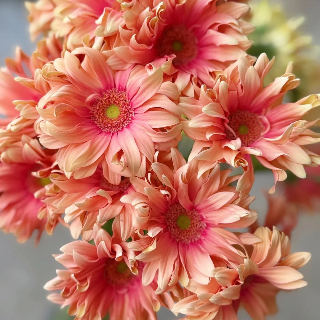 婵之语亚丁卷边非洲菊 鲜切花