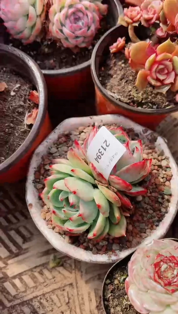 【闪购商品】21394