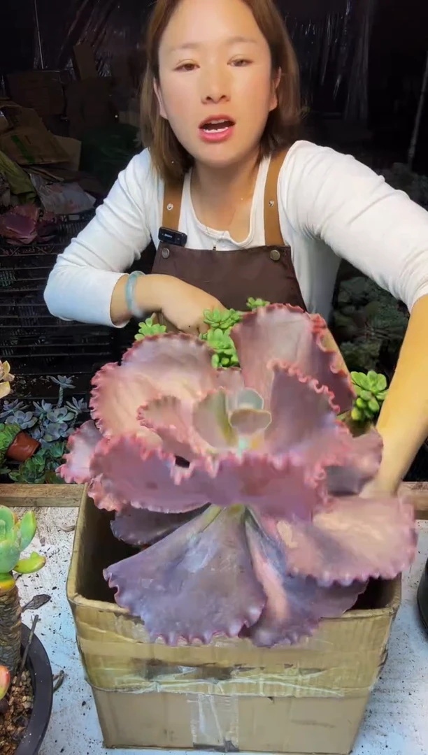 6号一物一拍默认微瑕不售后