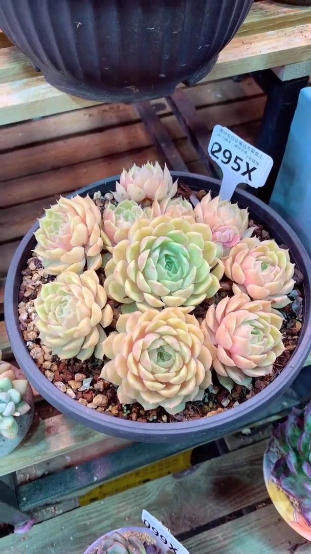 爱****球295X（一物一拍实付满28发货，默认不带盆土）