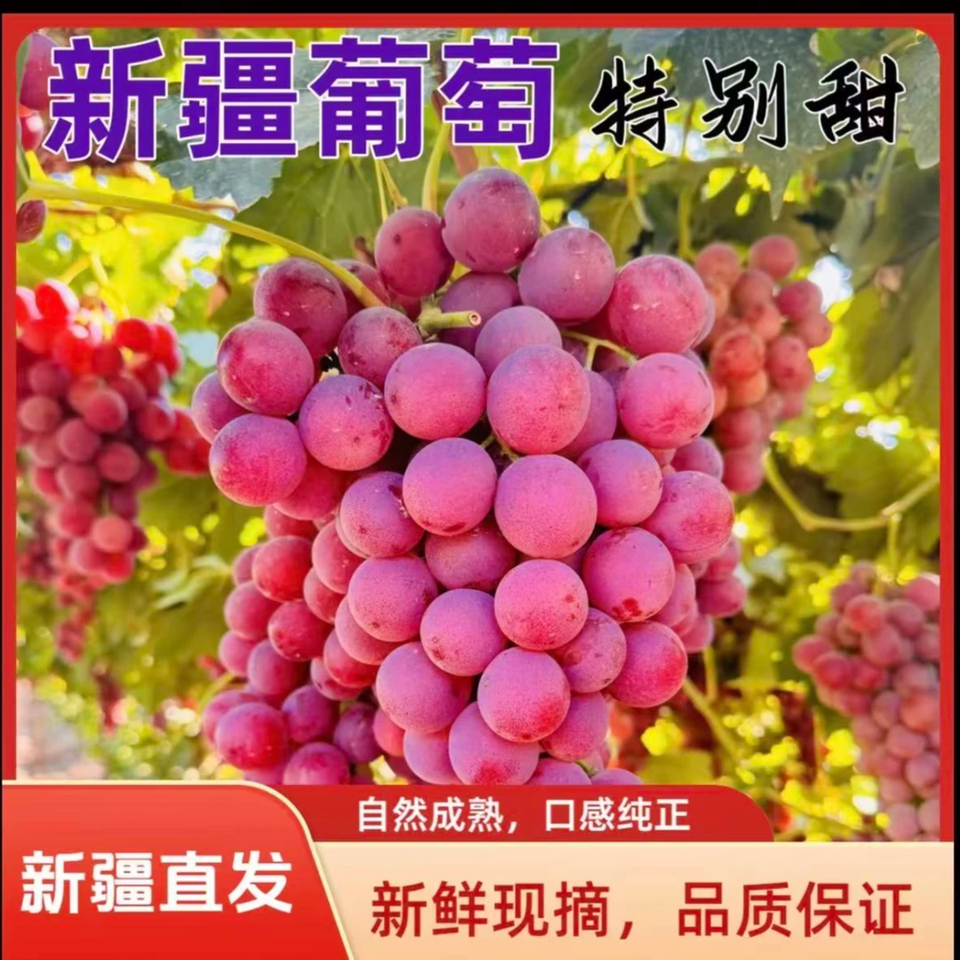 新疆正宗吐鲁番全球红葡萄脆甜多汁现摘现发