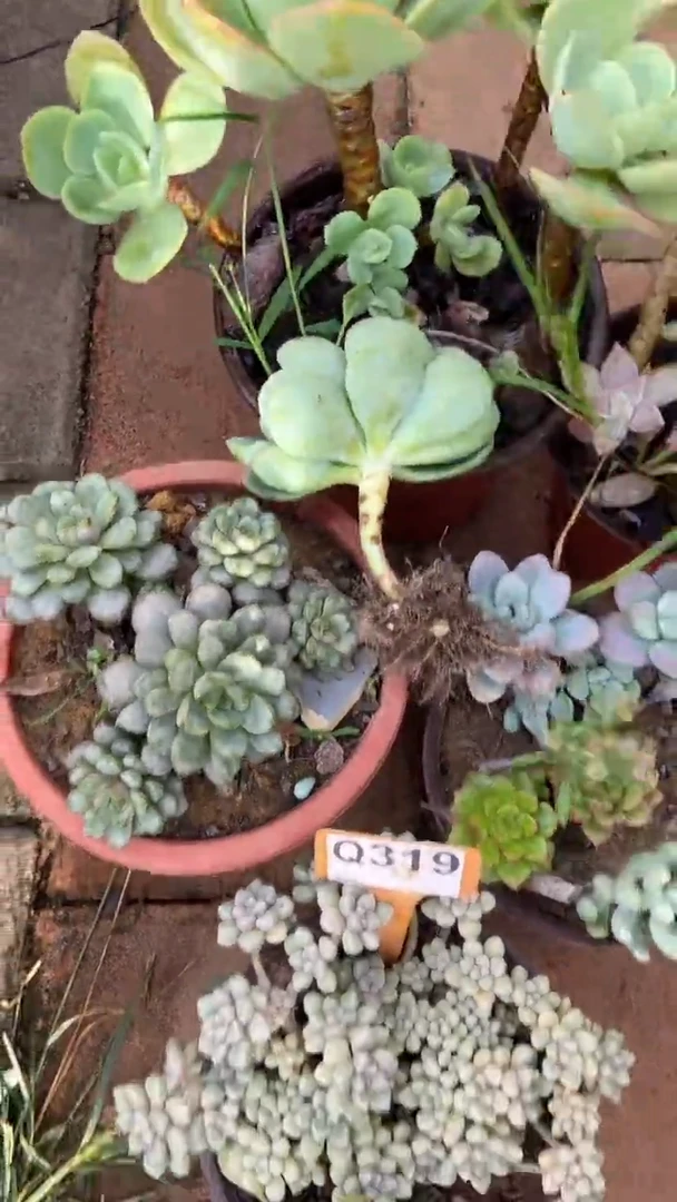 Q319多肉组合默认脱土发货