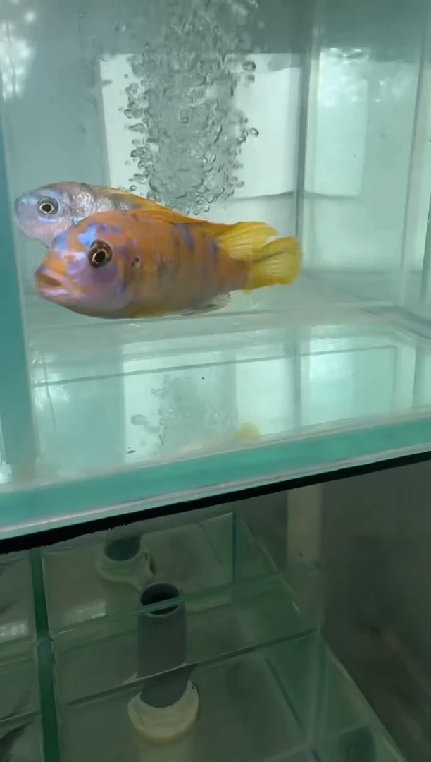 慈鲷鱼三湖慈鲷果酱猫