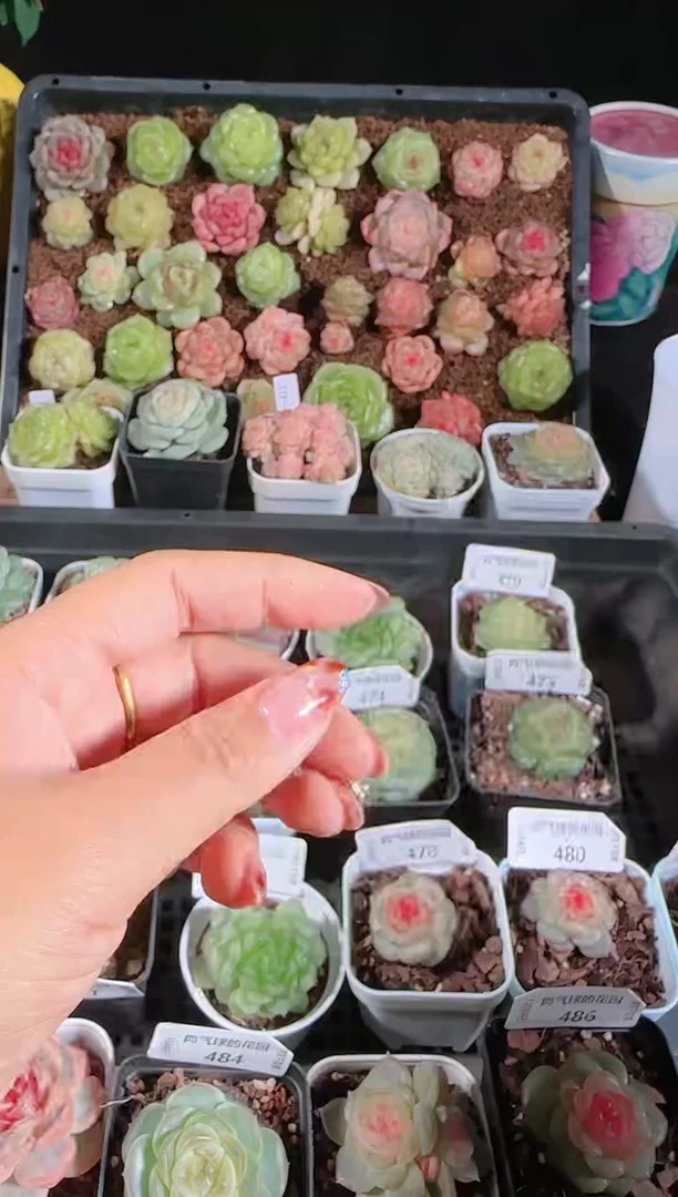 1204-487xx39多肉群生不包整