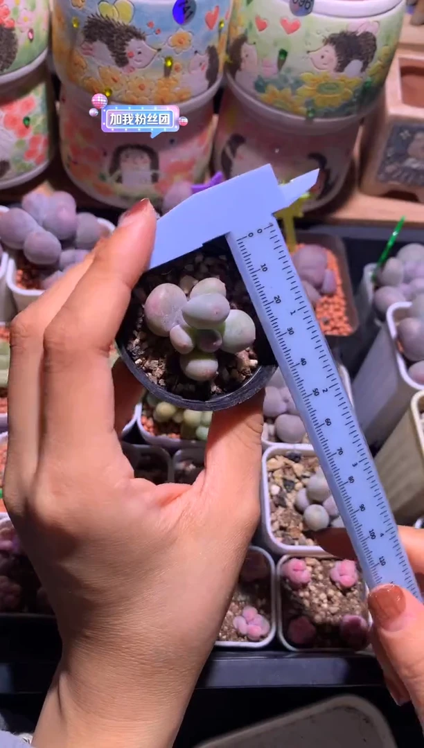 米可奶酪多肉，满28包邮，不满发一个叶片到付