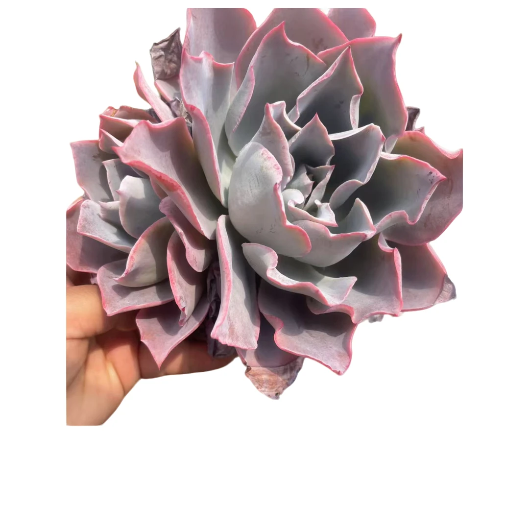 云南高山多肉(晚霞)脱土发货，多肉绿植，15包邮，多肉基地直发