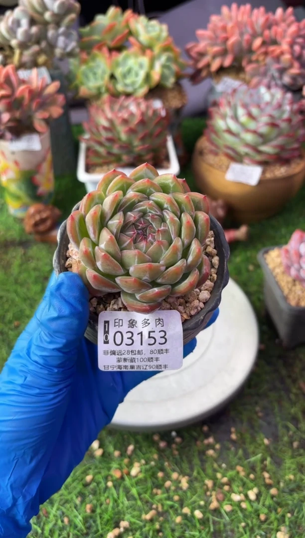 昆明印象多肉03153