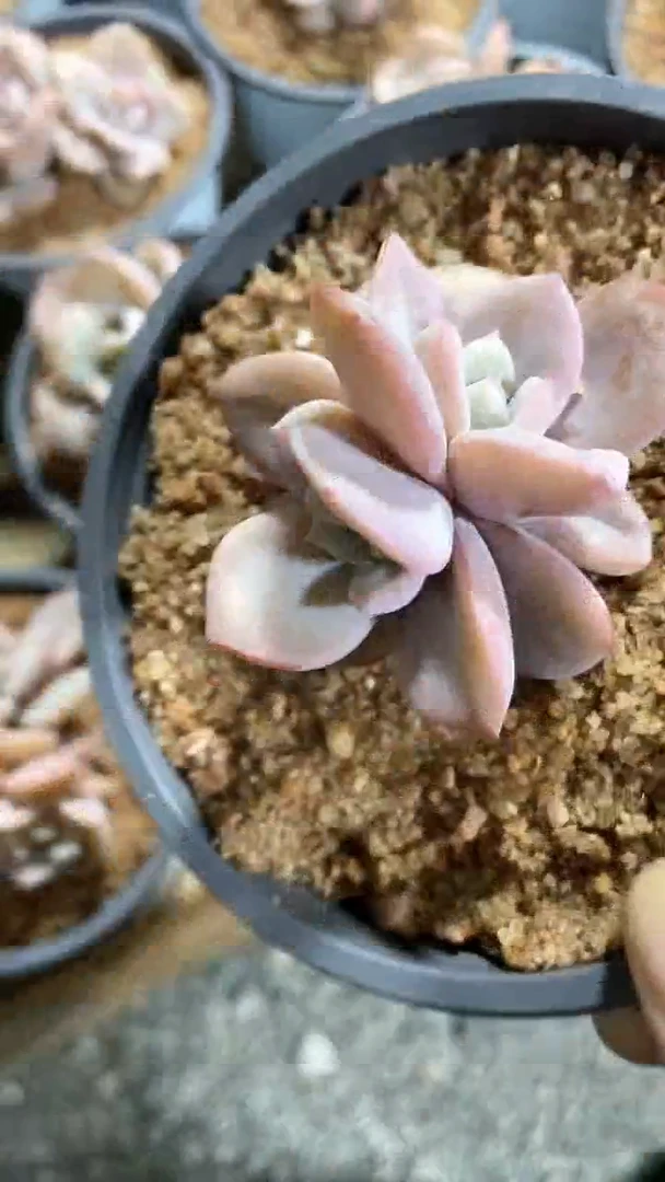 【闪购商品】150白圆盆奶茶双头奶茶