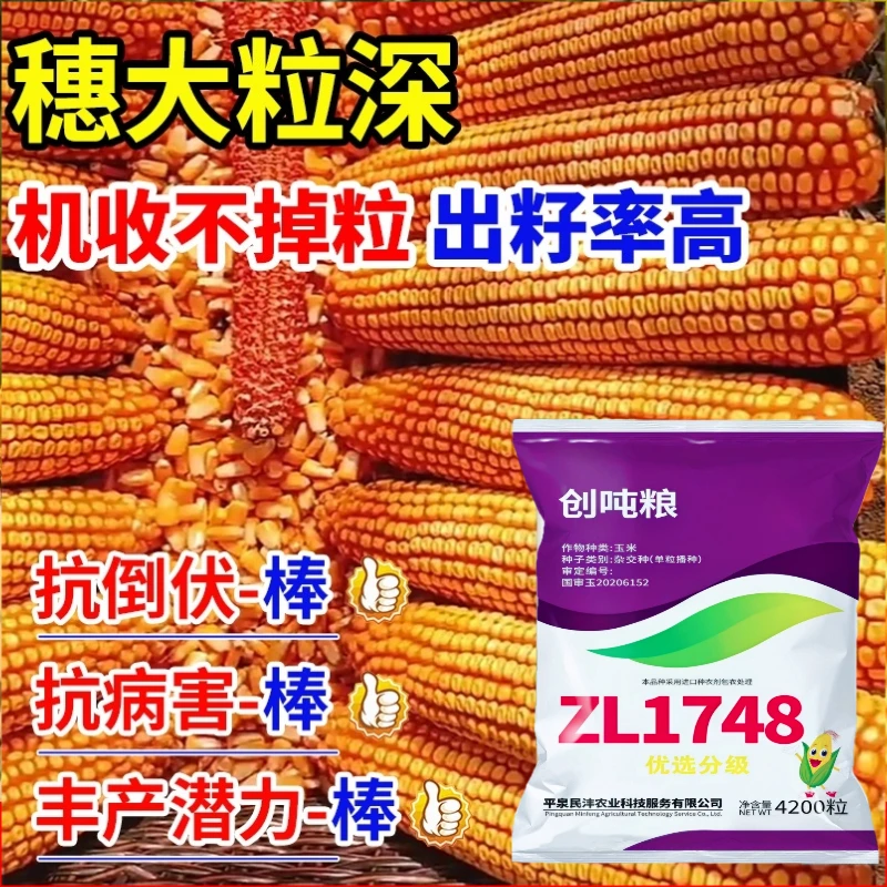 创吨粮1748国审原装正品高产玉米种子抗倒抗锈抗旱耐涝耐高温抗病