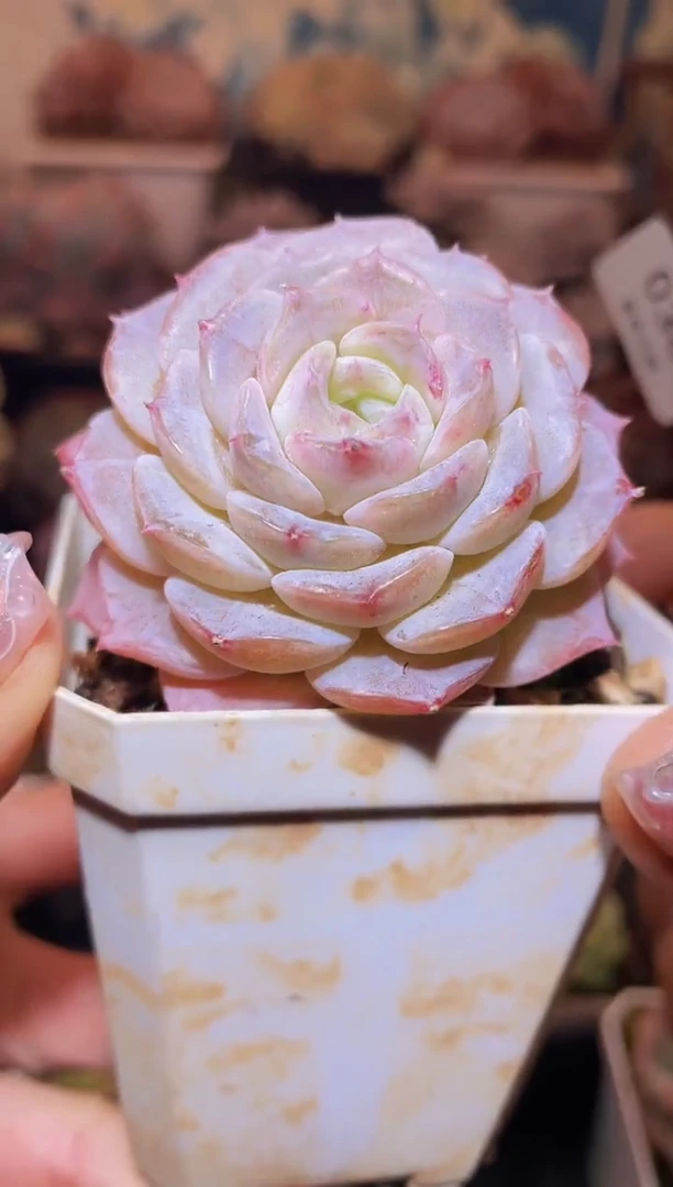 【闪购商品】036淡粉纯爱