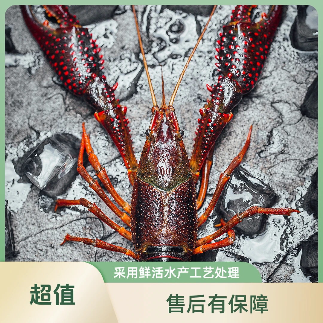 1斤-鲜活小龙虾（中青）每只18-30克（全武汉1-2小时送货上门）