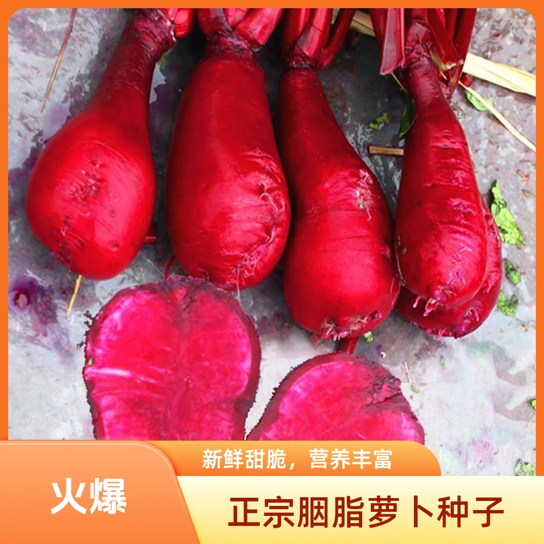 胭脂一号  胭脂萝卜种子  红皮红心  春夏种植  生长速度快