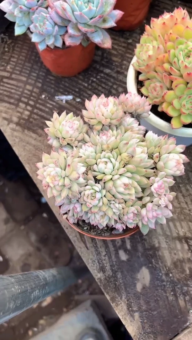 钢****跳 多肉植物一物一拍20395