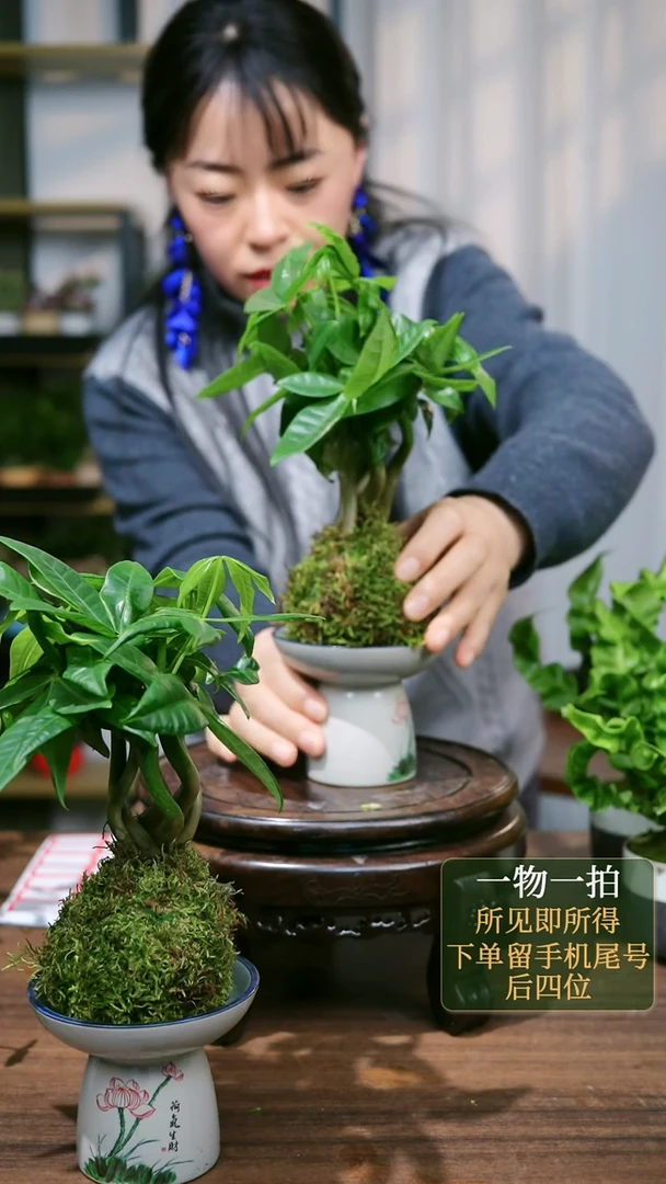 【闪购商品】30--发财树水培和气生财