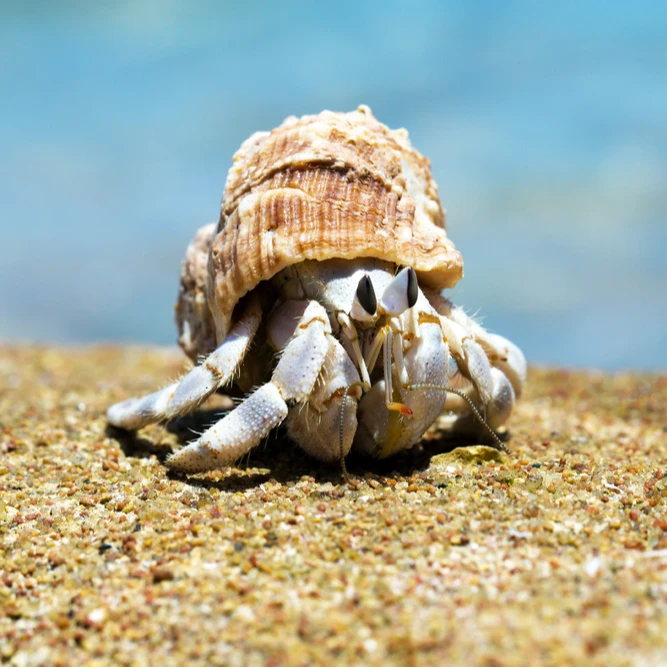 【戈氏蟹大师】宠粉寄居蟹