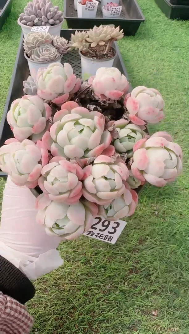 【闪购商品】梦会多肉一物一拍