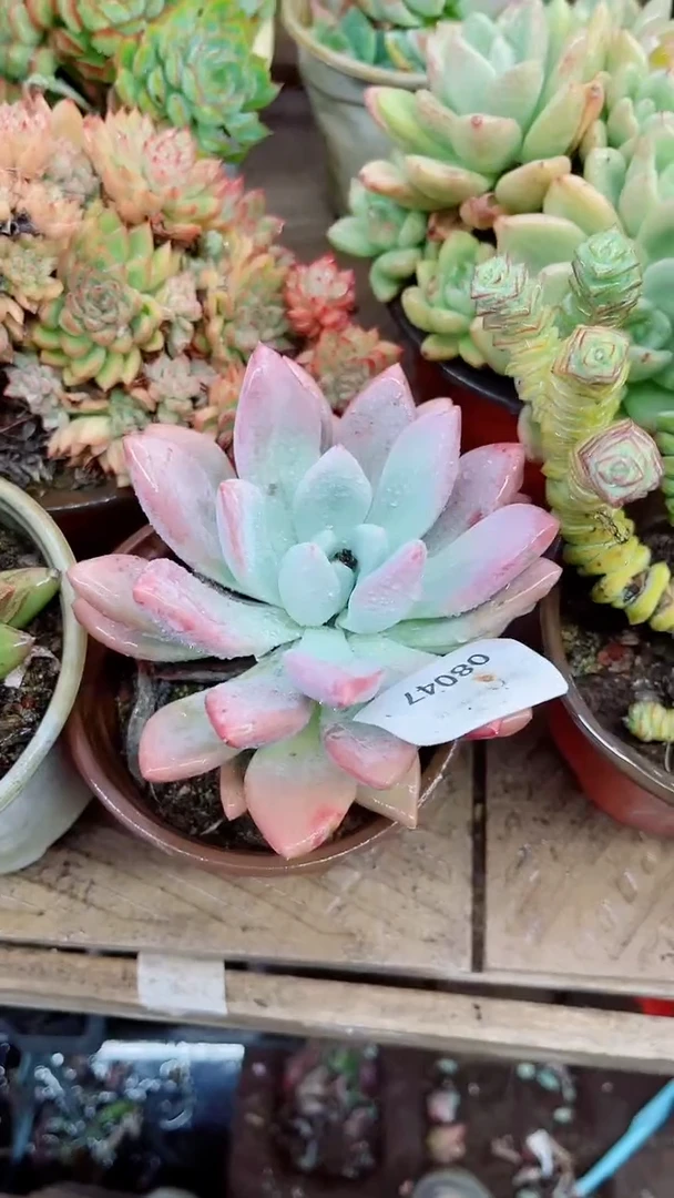 C*08047多肉植物一物一拍