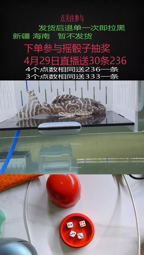 清道夫不包入缸损87