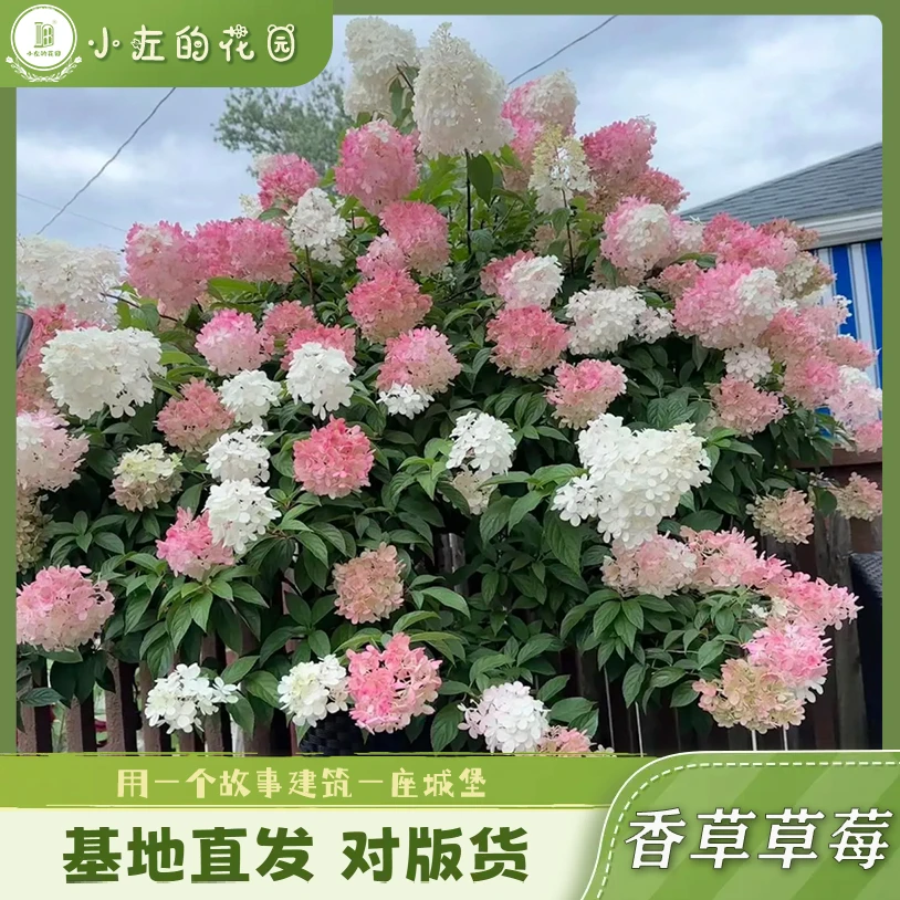 石灰灯香草草莓圆锥宝塔绣球盆栽耐热抗冻庭院阳台花卉植物易养护