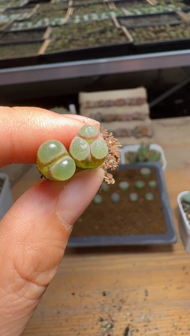 【闪购商品】15-242