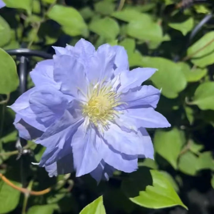 铁线莲 马祖里  二类 重瓣淡紫色花系 南北方阳台庭院种植