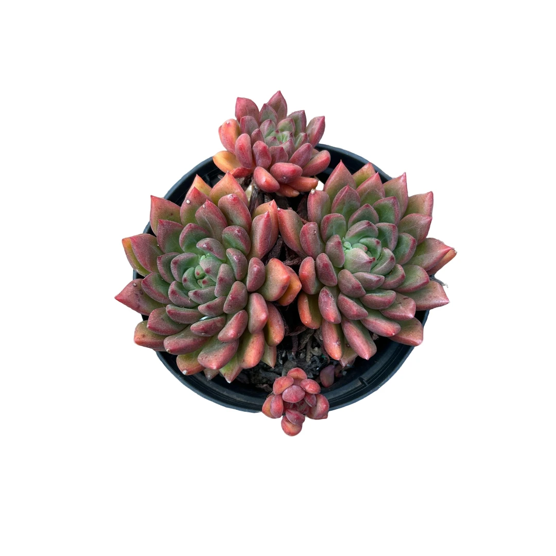 精品原始红酒（不大）   多肉植物（满15包邮 直播间展示为准）