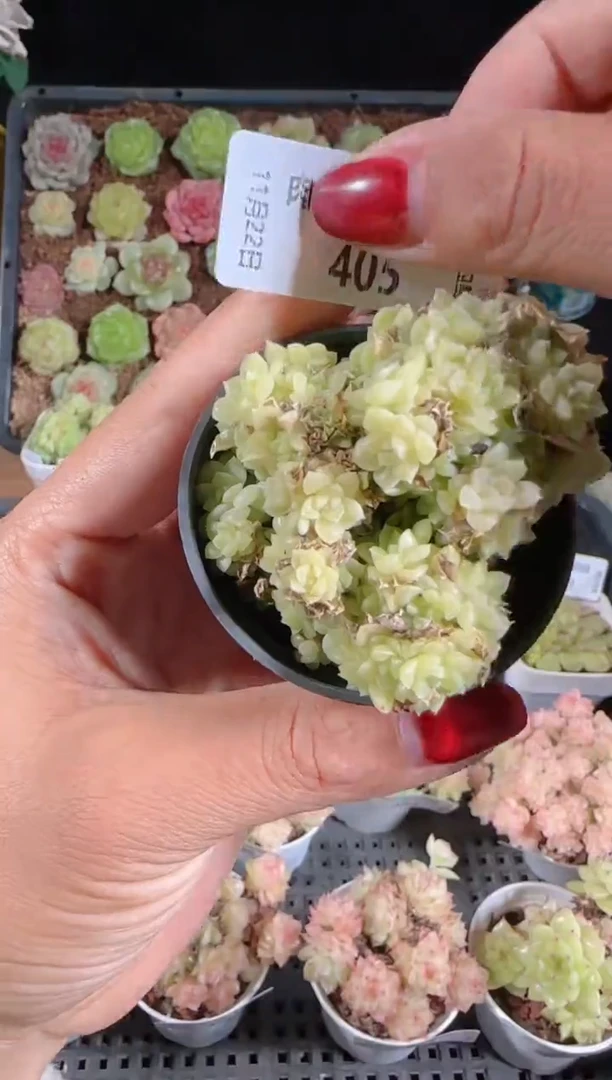 1122-405群生不包整